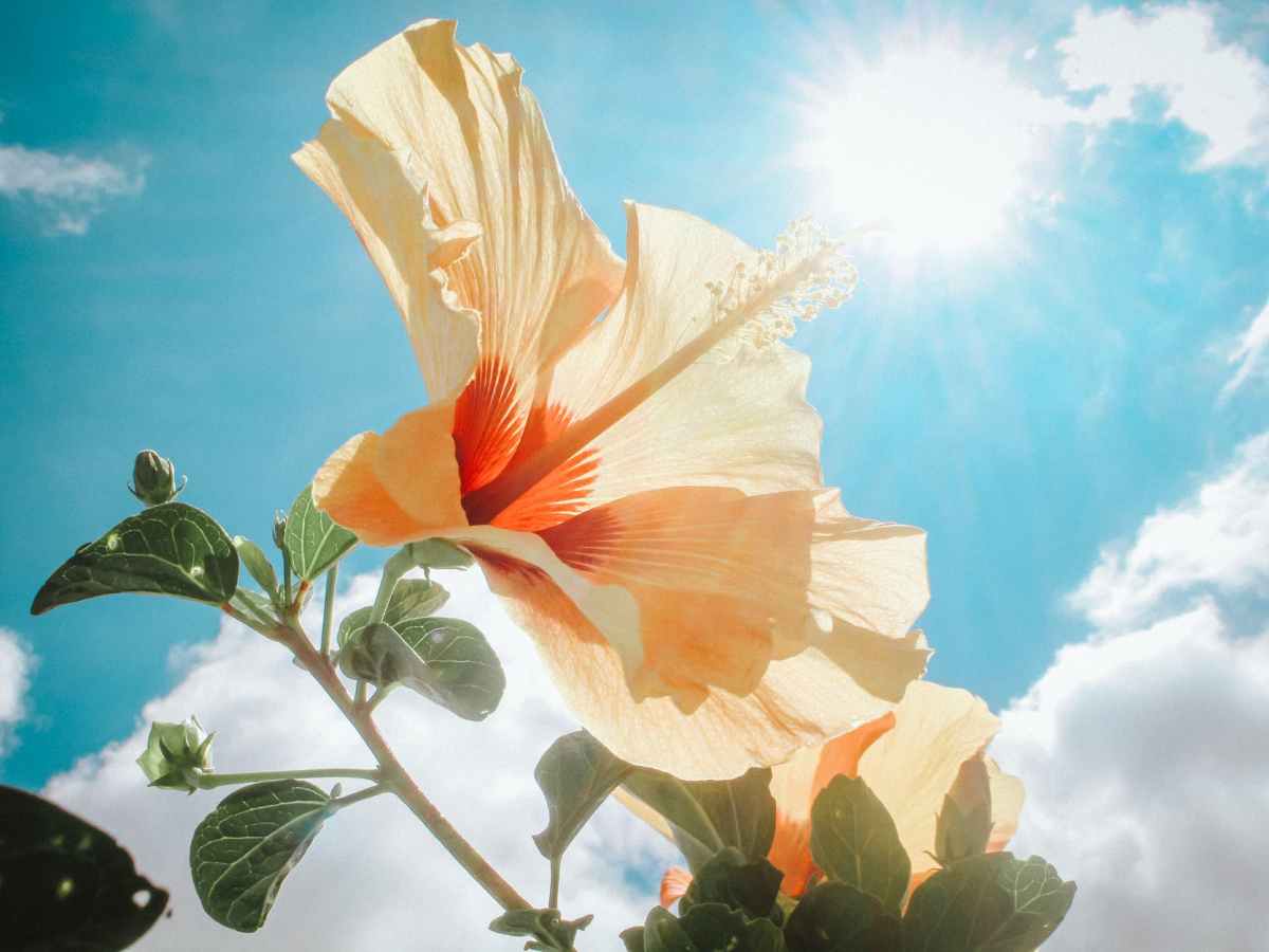 義雲高弟子呼籲國人 不能對中國畫再自卑了